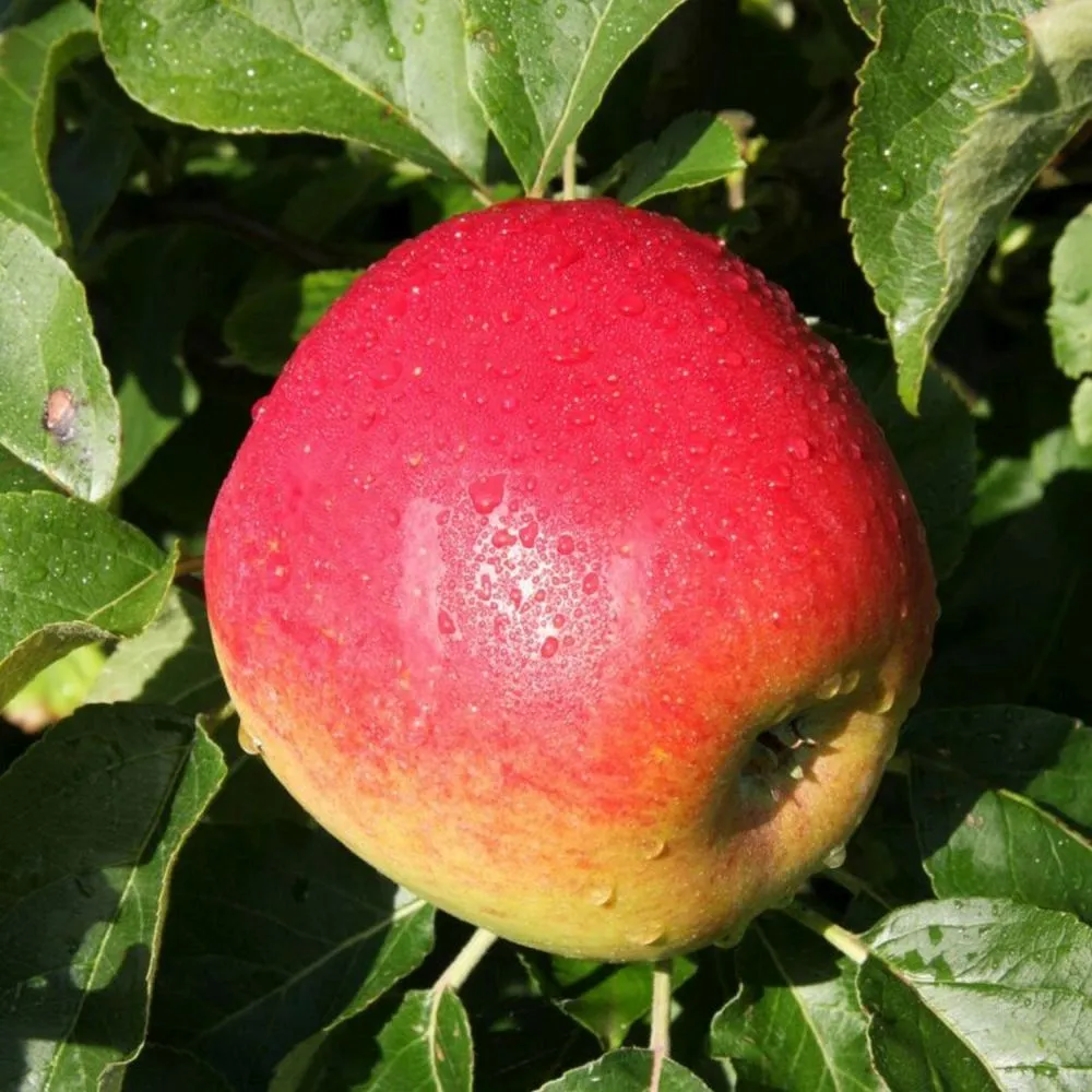 Apple Tree 'Jumbo' Fruit Tree M27 Rootstock 12Ltr Pot