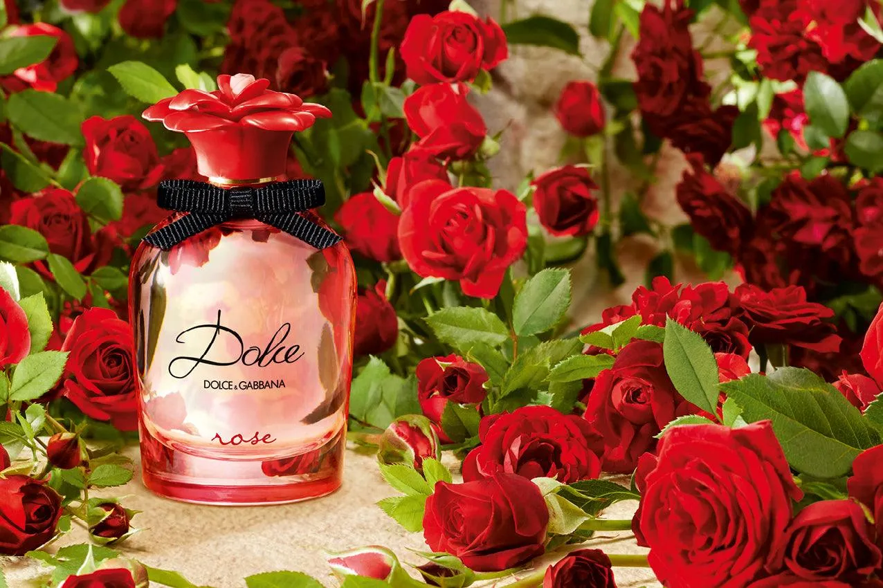 Dolce & Gabbana Rose