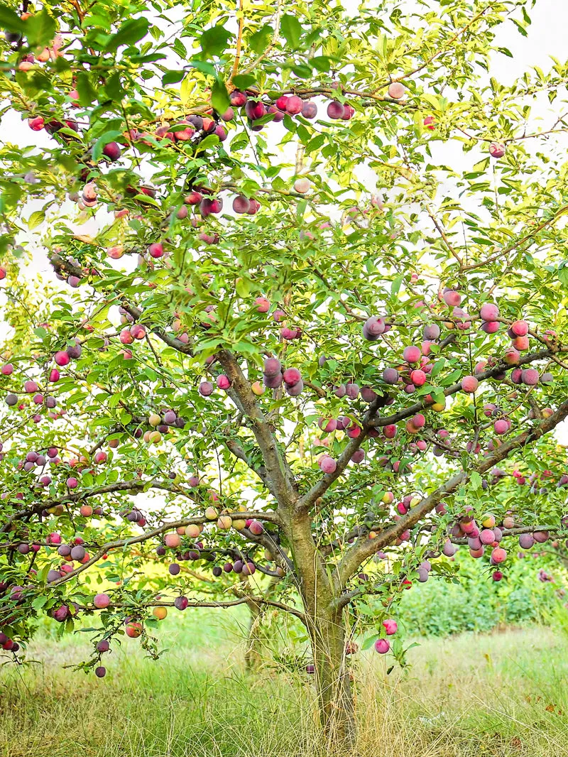 Plum Trees - Scarlet Beauty