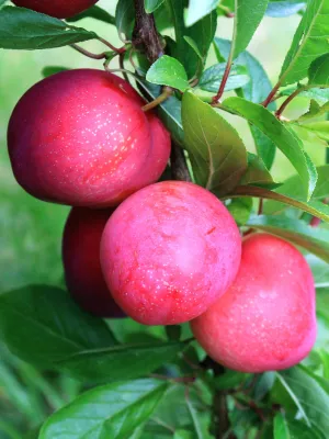 Plum Trees - Scarlet Beauty