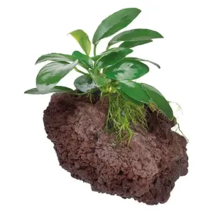 Red Lava Rock With Assorted Anubias